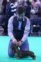 Crufts_dachshunds 976